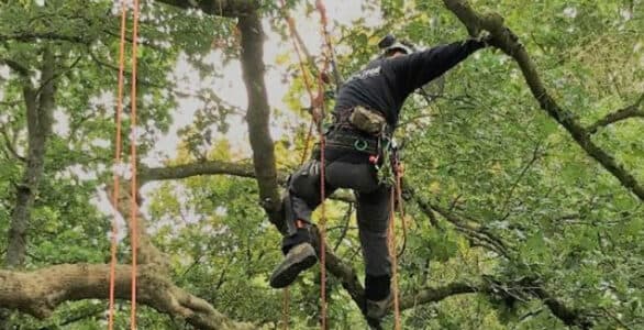 Trees for courses