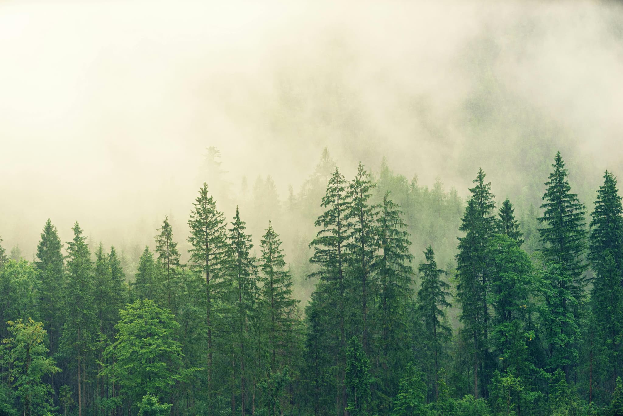 background_trees_l