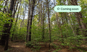 Forest for veterans