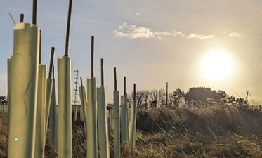Reforestation